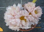 Puna_bonniae_1580-3