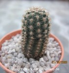 Pygmaecereus akersii
