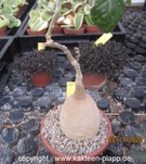 Pyrenacantha malvifolia 1767