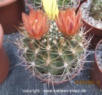 Pyrrhocactus spec. Tulahuan 4599