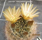Pyrrhocactus eriosycioides 4076