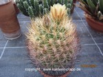 Pyrrhocactus_eriosycioides_1522-2