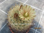Pyrrhocactus_eriosycioides_1552-2
