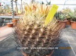 Pyrrhocactus eriosycioides  1690