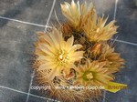 Pyrrhocactus_eriosycioides_1690-2