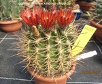 Pyrrhocactus garaventae 4059