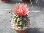 Pyrrhocactus_simulans-allgemein_240406-1