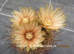 Pyrrhocactus_spec_Cerro_el_Toro_1590-2