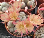 Rebutia (Aylostera) cv "Sunrise"