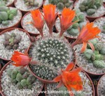 Rebutia flavistyla