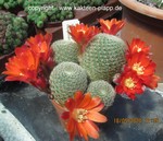 Rebutia heliosa cajasensis (Aylostera)  L 405