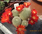 Rebutia heliosa cajasensis (Aylostera)  L 405