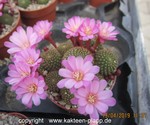 Rebutia perplexa cluster