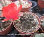 Rebutia pygmaea (Mediolobivia)
