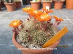 Rebutia flavistyla 1530
