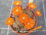 Rebutia_flavistyla_1530-2
