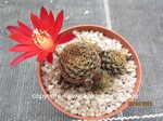 Rebutia heliosa densipectinata (Aylostera)  KK 849