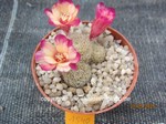 Rebutia (Mediolobivia) cv "Leopygmaea" 1540