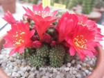 Rebutia_minuscula_1708