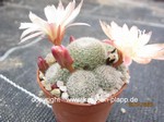 Rebutia (Aylostera) cv "Sunrise"