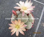 Rebutia_sunrise_230403-2