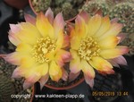 Reicheocactus pseudoreicheanus (Lobivia famatimens