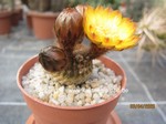 Reicheocactus pseudoreicheanus (Lobivia famatimensis)