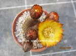 Reicheocactus_pseudoreicheanus_2604-2