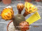 Reicheocactus_pseudoreicheanus_3209