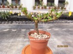 Sarcocaulon vanderietae