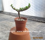 Sarcocaulon_vanderietae_2604-2