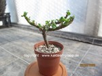 Sarcocaulon_vanderietae_2604-3