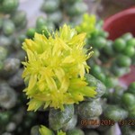 Sedum hernandezii