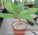 Sesamothamnus rivae
