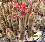 Seticereus humboldtii