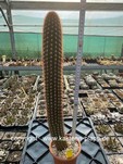 Seticereus humboldtii 3437
