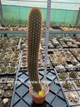 Seticereus humboldtii 4082