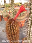 Seticereus humboldtii 431