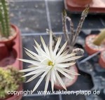 Setiechinopsis mirabilis
