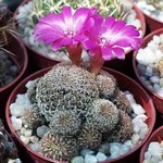 Sulcorebutia augustinii  HS 152