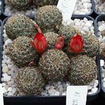 Sulcorebutia spec Torotoro