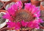 Sulcorebutia swobodae fa. rubrispina WK 681