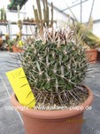 Echinofossulocactus (Stenocactus) crispatus 358