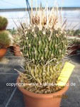 Echinofossulocactus (Stenocactus) lamellosus  345