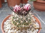 Echinofossulocactus (Stenocactus)  zacatecasensis