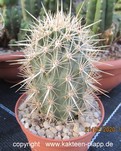 Stenocereus (Machaerocereus) eruca