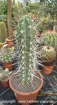 Stetsonia coryne 3174