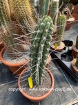 Stetsonia coryne 3171