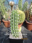 Stetsonia coryne  1693