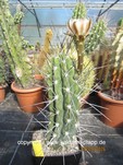 Stetsonia_coryne_1693-2